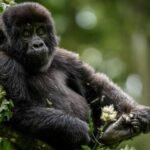 gorilla trekking in Uganda safaris