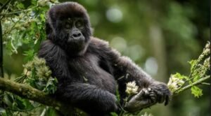 gorilla trekking in Uganda safaris