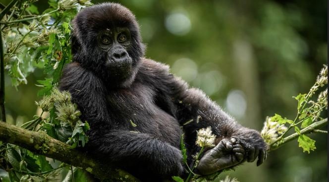 gorilla trekking in Uganda safaris