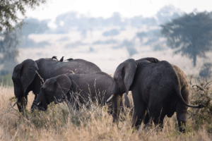 kIDEPO NATIONAL PARK