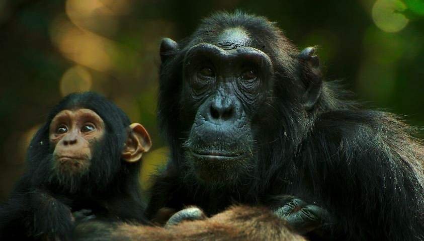kibale chimpanzee