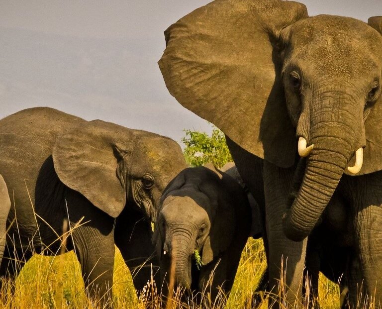 queen elizabeth park elephants