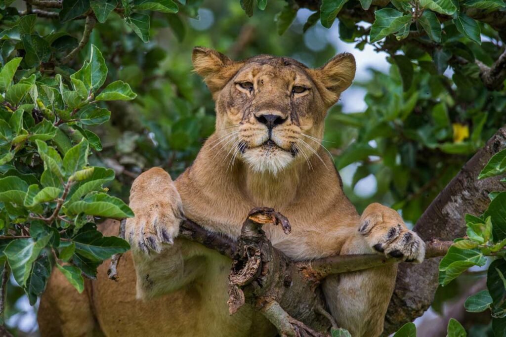 8 Days Uganda primates & wildlife safari 3 tree climbing lions at queen elizabeth
