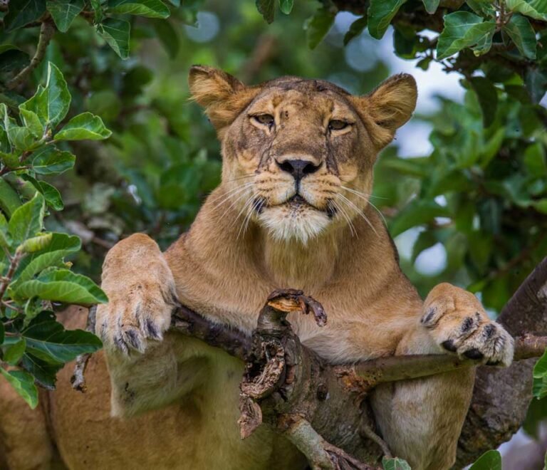 tree climbing lions at queen elizabeth