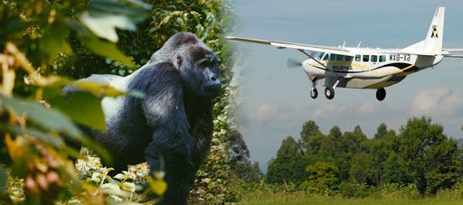fly gorilla safaris 1