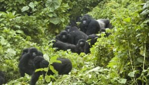 gorilla trek