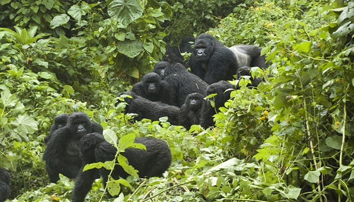 gorilla trek