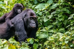 Kibale Forest National park 1 5 days Uganda gorilla trekking, wildlife safari and Kigali city tour