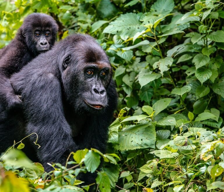 5 days Uganda gorilla trekking, wildlife safari and Kigali city tour 1 5 days Uganda gorilla trekking, wildlife safari and Kigali city tour