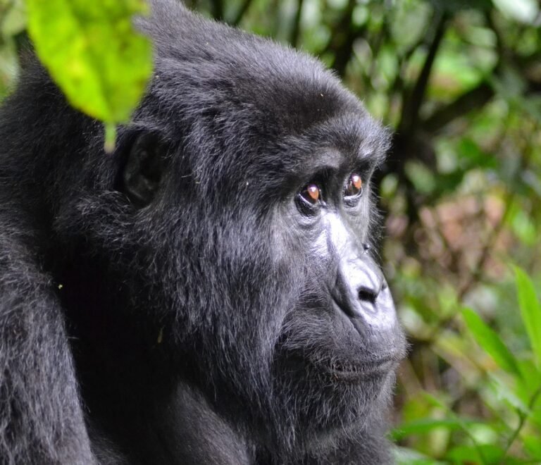 gorilla trekking in rwanda 3