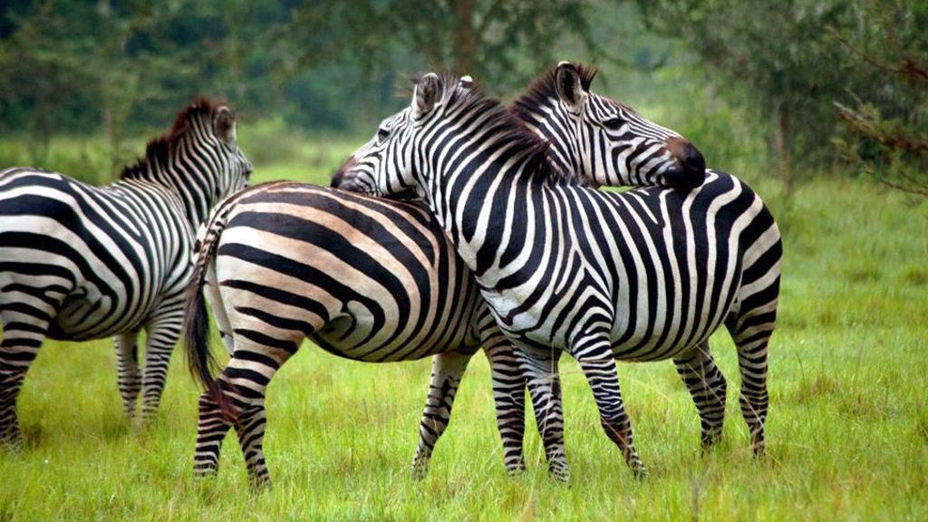 lake mburo zebras hd images