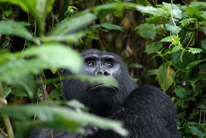 uganda gorilla trek