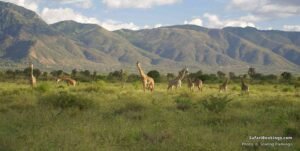 02 best safaris near mount kilimanjaro national park BW 1600px