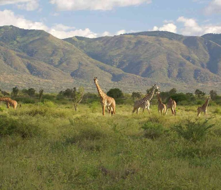 02 best safaris near mount kilimanjaro national park BW 1600px