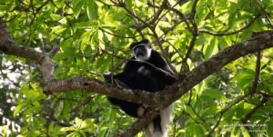 04 best safaris near mount kilimanjaro national park BW 1600px