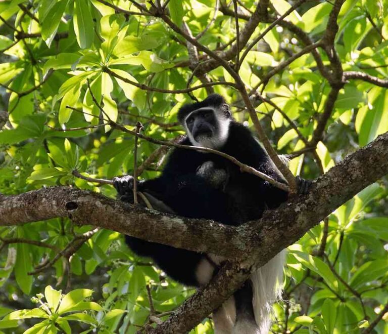 04 best safaris near mount kilimanjaro national park BW 1600px