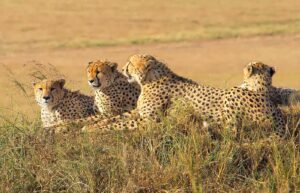 8 days kenya ultimate treasures safari