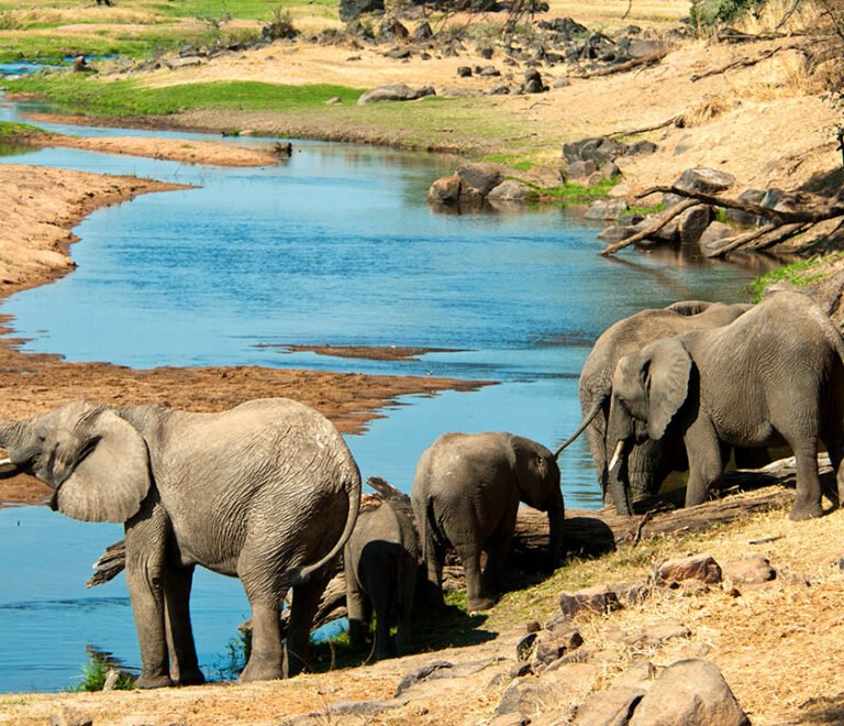 Ruaha National Park