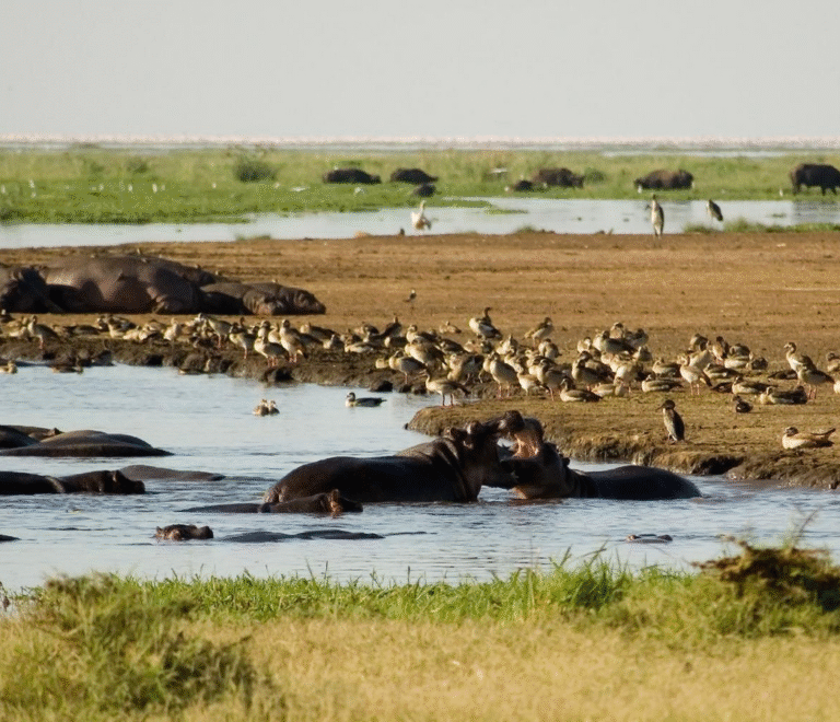 Northern Tanzania Adventure with Lake Manyara 1 df3a8d5f581e98575383efb59d7c0990a1dabd33 1797x1012 1