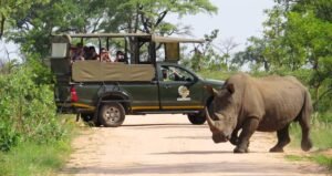 kurt safaris rhino 786x416 1