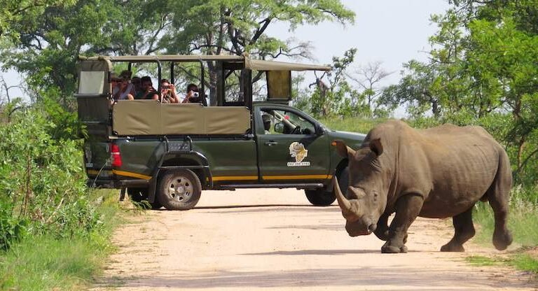 kurt safaris rhino 786x416 1